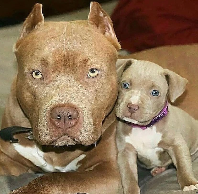 American Bully puppies, Pocket Bully puppies, XL American Bully puppies