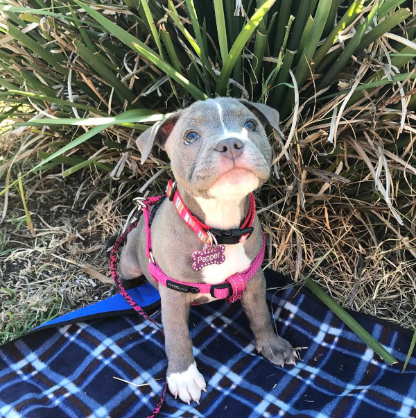 American Bully puppies, Pocket Bully puppies, XL American Bully puppies