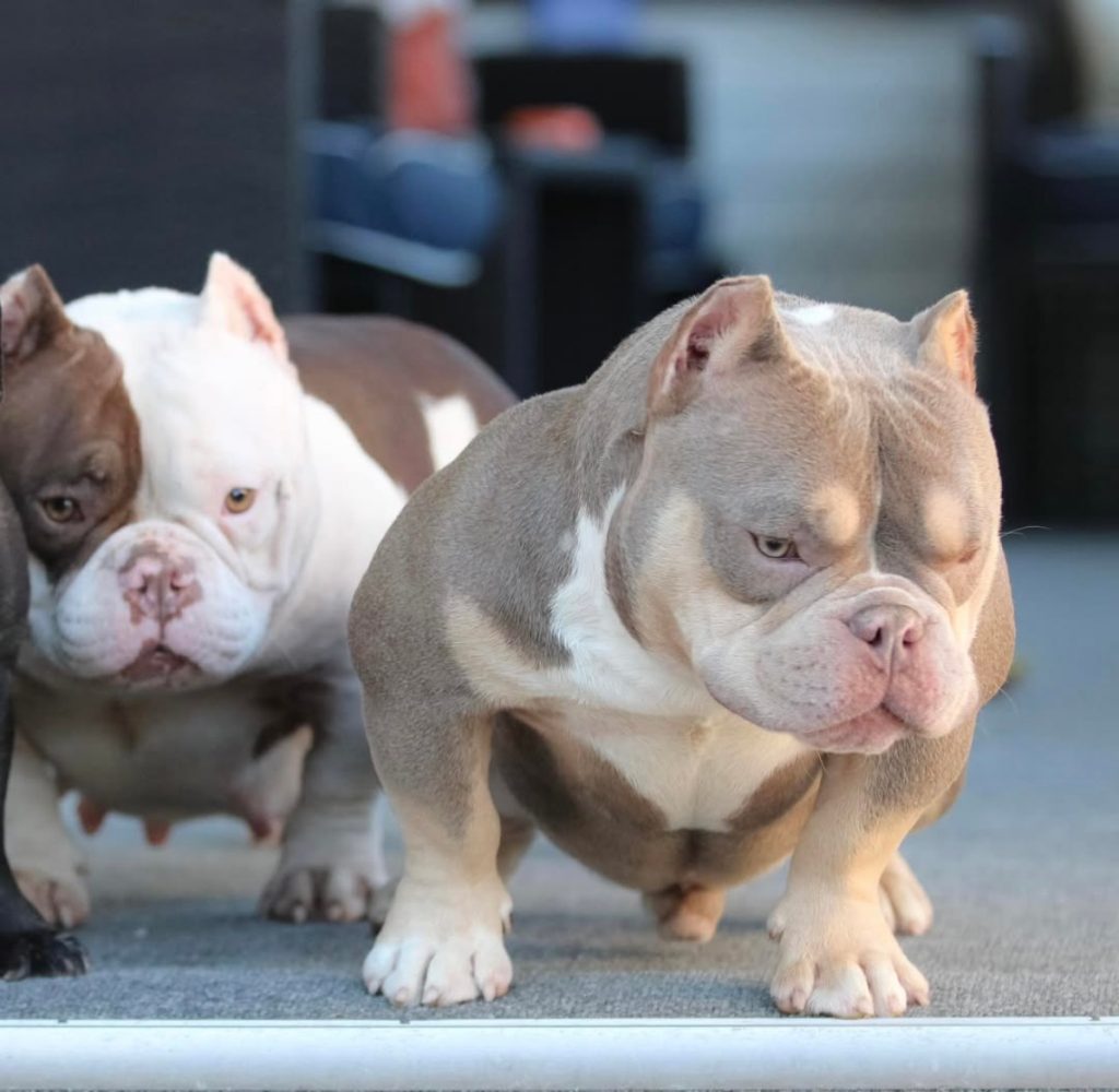 American Bully puppies Perth,XL American Bully puppies Perth,Pocket Bully puppies Perth, American Bully puppies, Pocket Bully puppies, XL American Bully puppies