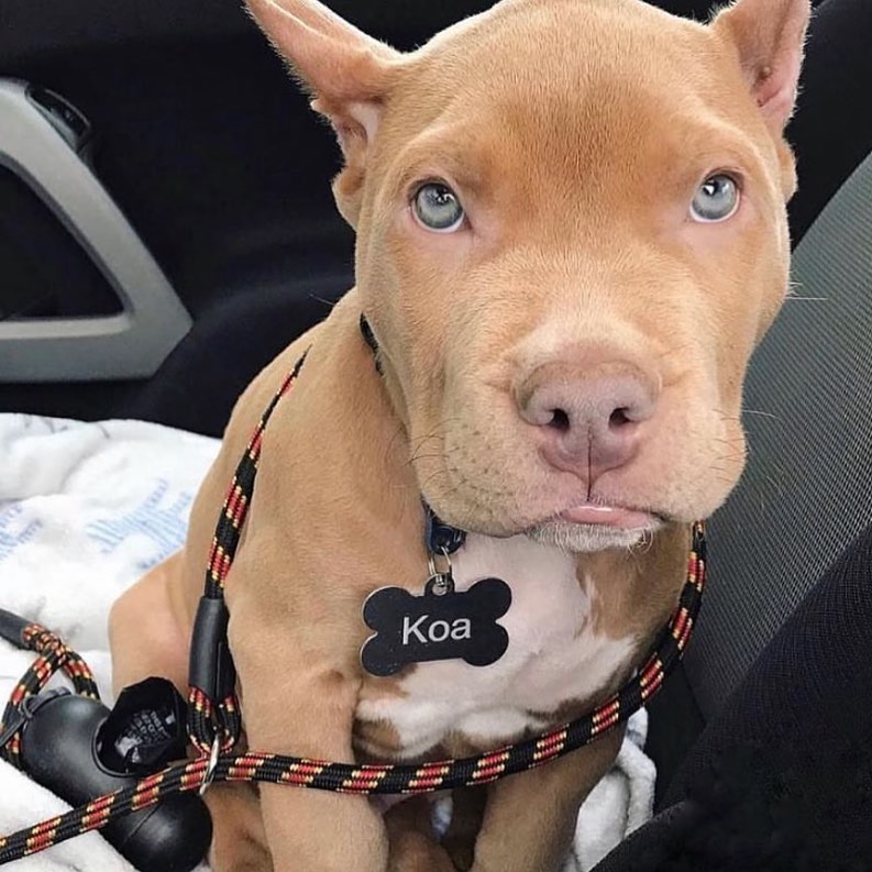 American Bully puppies Perth,XL American Bully puppies Perth,Pocket Bully puppies Perth, Premium XL American Bully Puppies in Australia, Sydney & Melbourne